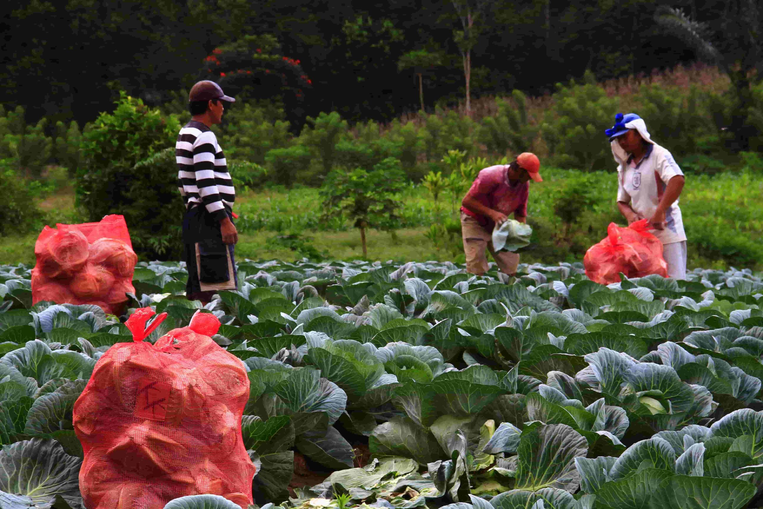 farm